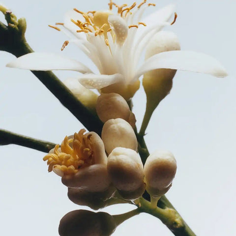 Orange Blossom Scented Candle jomalone
