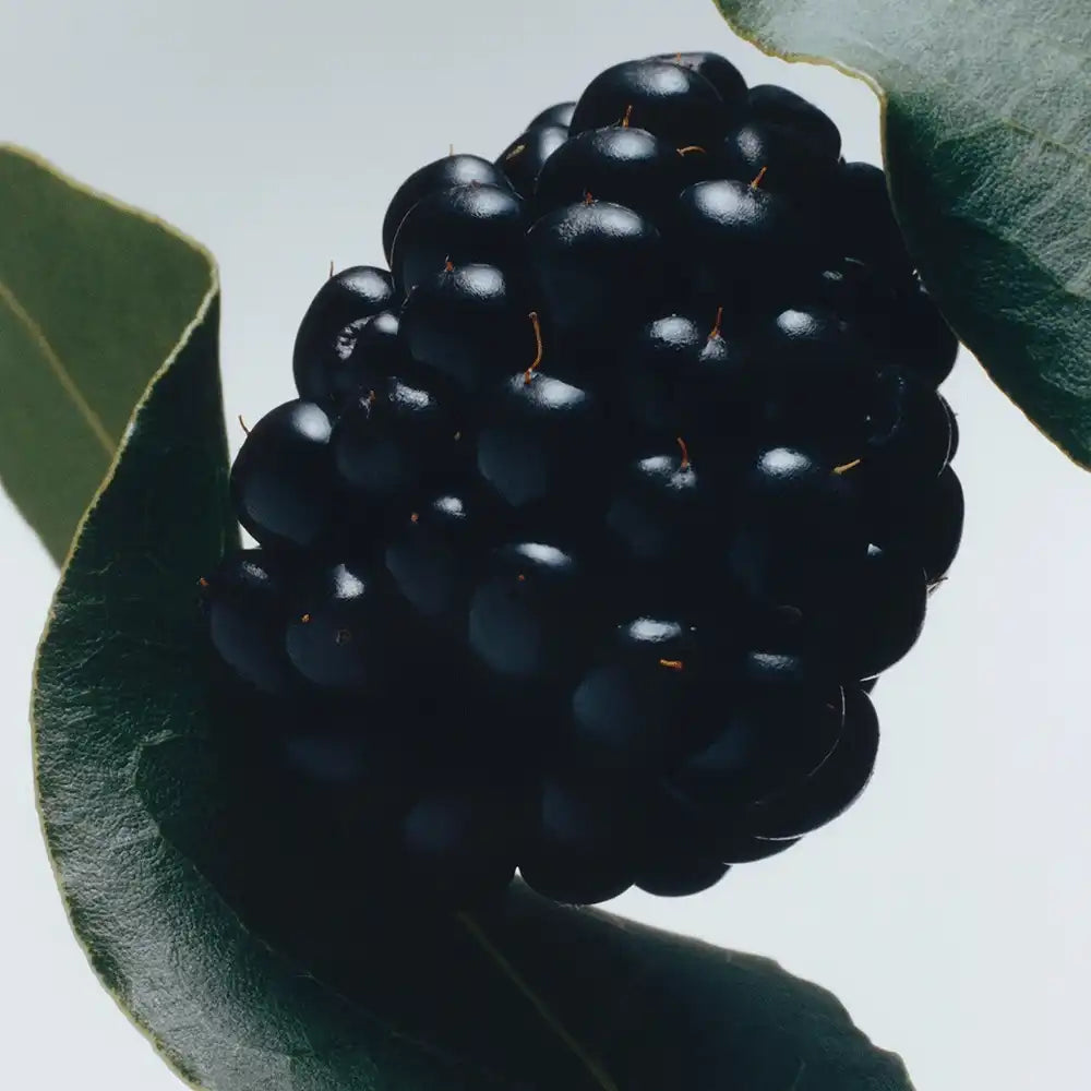 Blackberry & Bay Cologne jomalone