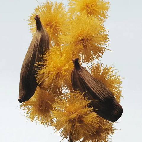 Mimosa & Cardamom Cologne jomalone