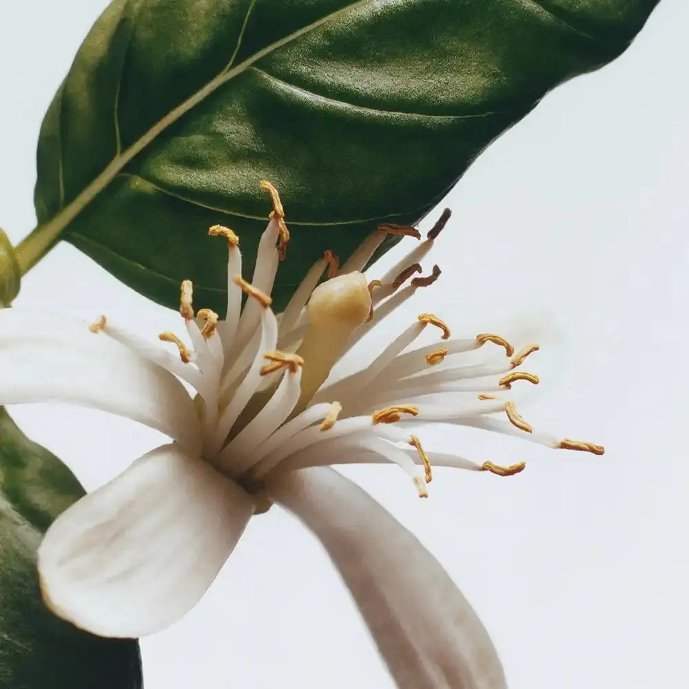 Basil & Neroli Cologne jomalone