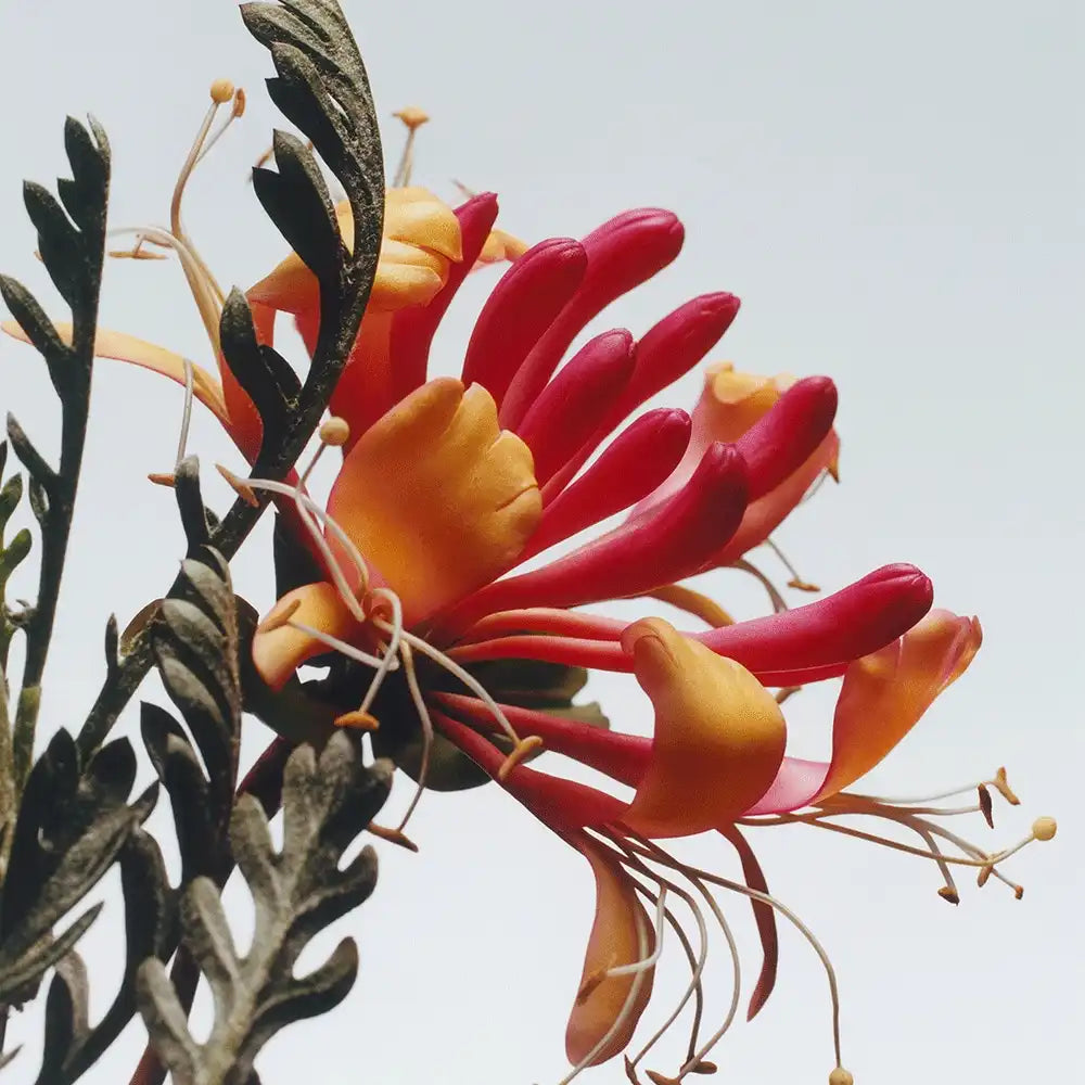 Honeysuckle & Davana Cologne jomalone