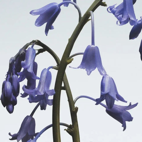 Wild Bluebell Body & Hand Lotion