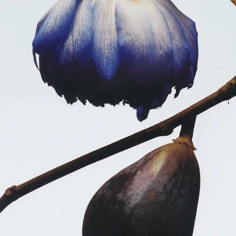 Fig & Lotus Flower Cologne jomalone