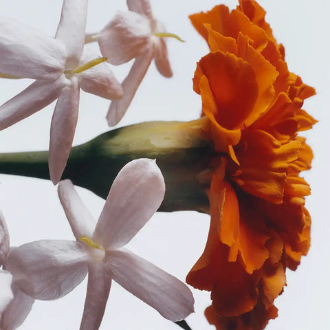 Jasmine Sambac & Marigold Scented Candle jomalone