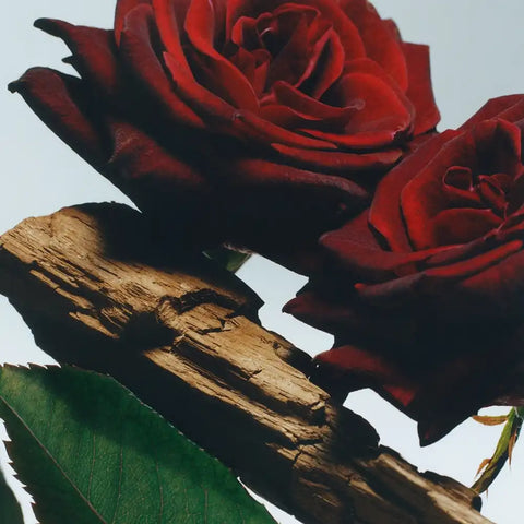 Velvet Rose & Oud Cologne Intense