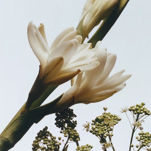 Tuberose Angelica Body Crème